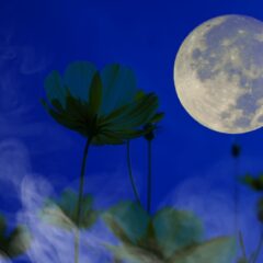 ３月１８日乙女座満月の遠隔調整のお知らせ